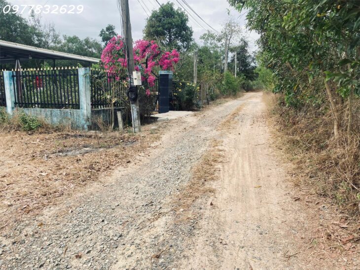Bán 3.1 sào đất Tân Phước – TX LaGi giá rẻ nhất sổ riêng ngay dân cư