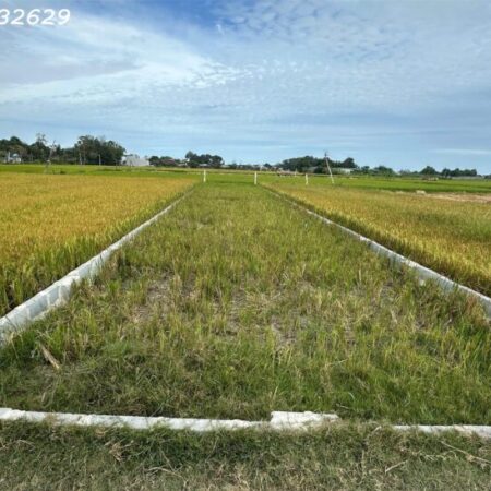 Chỉ 900 triệu lô đất 170m2 ODT Phường Phước Lộc – TX LaGI Sổ hông riêng