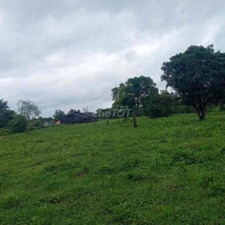 Cần Bán Đất Rẫy 50000m2 Tại Buôn Đôn – Đắk LắK