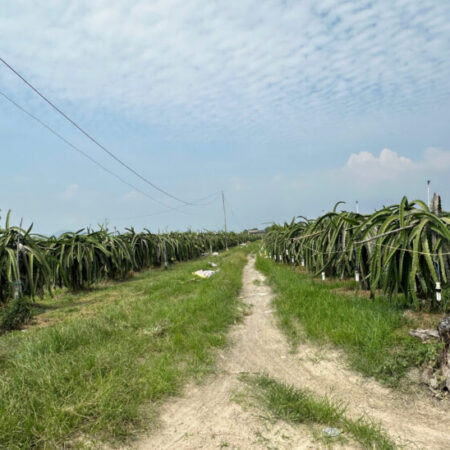 Bán 1000m2 đất ONT Tân Tiên – TX LaGi gần Biển Tam Tân gái rẻ 1.2 tỷ