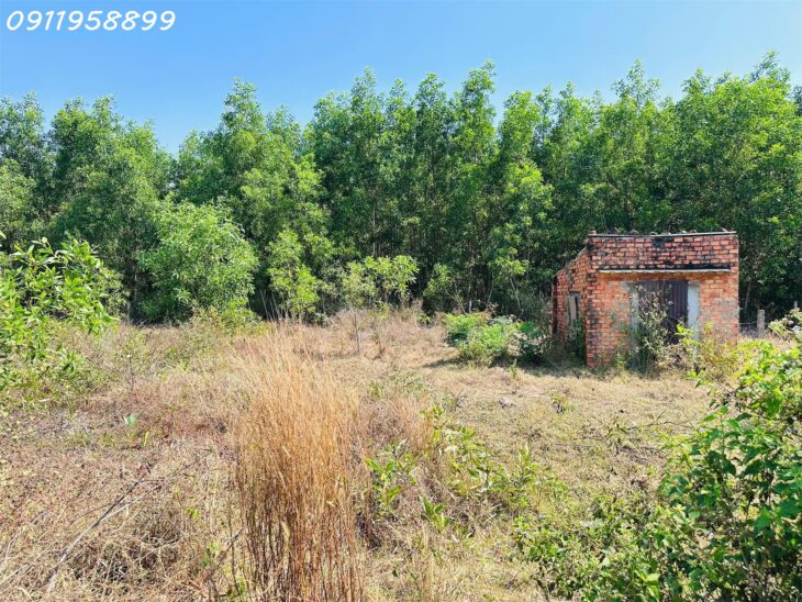 Đất Tân Phước, Lagi: 171m² Thổ Cư, Ô Tô Tận Nơi, Giá 890 Triệu