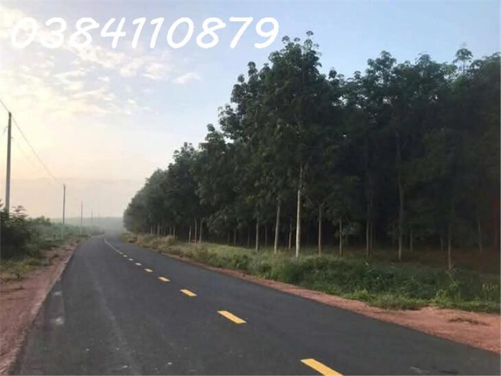 ngay 3HA ĐIỀU BÙ ĐĂNG, BÌNH PHƯỚC giá bán 800TR