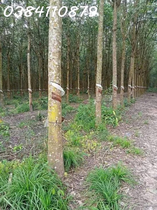 1 HA ĐẤT TÂN LỢI ĐỒNG PHÚ HƯỚNG ĐƯỜNG sách lược BP-ĐN