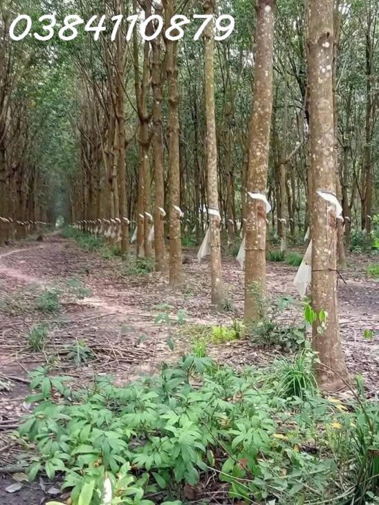 1 HA ĐẤT TÂN LỢI ĐỒNG PHÚ HƯỚNG ĐƯỜNG sách lược BP-ĐN
