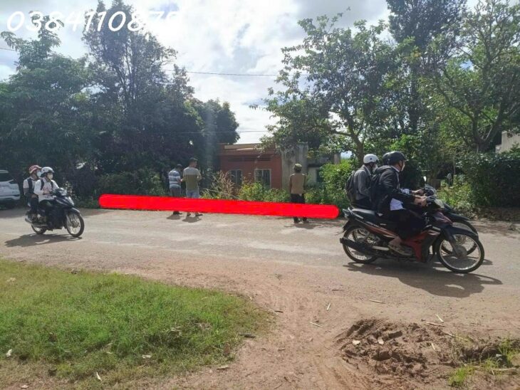 4 héc cao su đặc đang được mang đến thu mủ, 2 TỶ