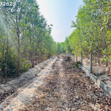 Bán đất 1000m2 Tân Bình – TX LaGi giá chỉ 600 triệu sổ riêng Bán đất 1000m2 Tân Bình – TX LaGi giá chỉ 600 triệu sổ riêng