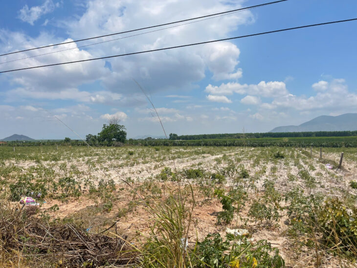 Đất giảm 50% 50m mặt tiền Mai Thúc Loan – Tân Hải – TX LaGi 150tr/m ngang sổ riêng