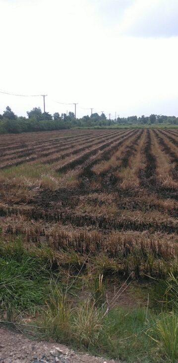 Cơ Hội Vàng! 103.000m2 Đất Nông Nghiệp Đức Hòa Long An – Đường DT823 – 100 Tỷ