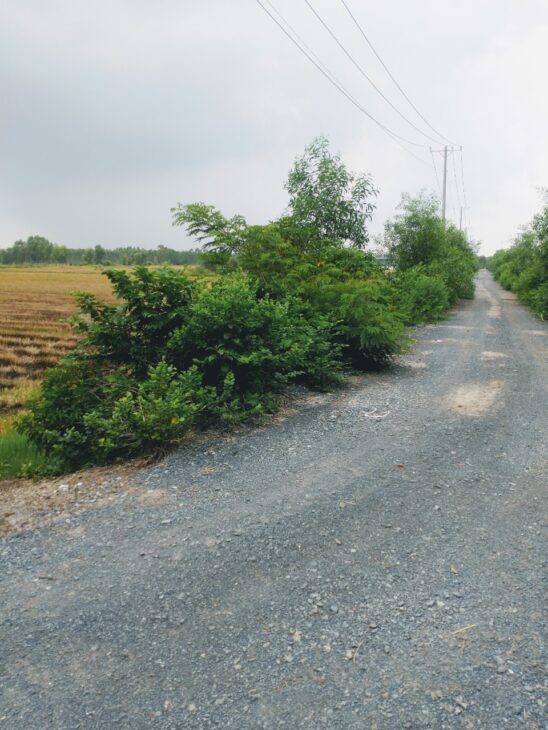 Cơ Hội Vàng! 103.000m2 Đất Nông Nghiệp Đức Hòa Long An – Đường DT823 – 100 Tỷ