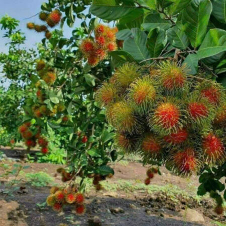 BÁN VƯỜNG CÂY ĂN TRÁI ( HƠN 5000M2 ) 5 SÀO 1,3 TỈ