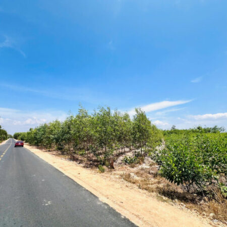 Bán 6.7 sào đất Phạm Thế Hiển ND – Tân Bình – TX LaGi chỉ 67 triệu/m ngang Bán 6.7 sào đất Phạm Thế Hiển ND – Tân Bình – TX LaGi chỉ 67 triệu/m ngang