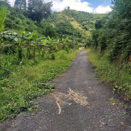 CHÍNH CHỦ BÁN ĐẤT TRỒNG CHÈ – CÀ PHÊ VIEW ĐẸP TẠI ĐẠI LÀO – BẢO LỘC ????