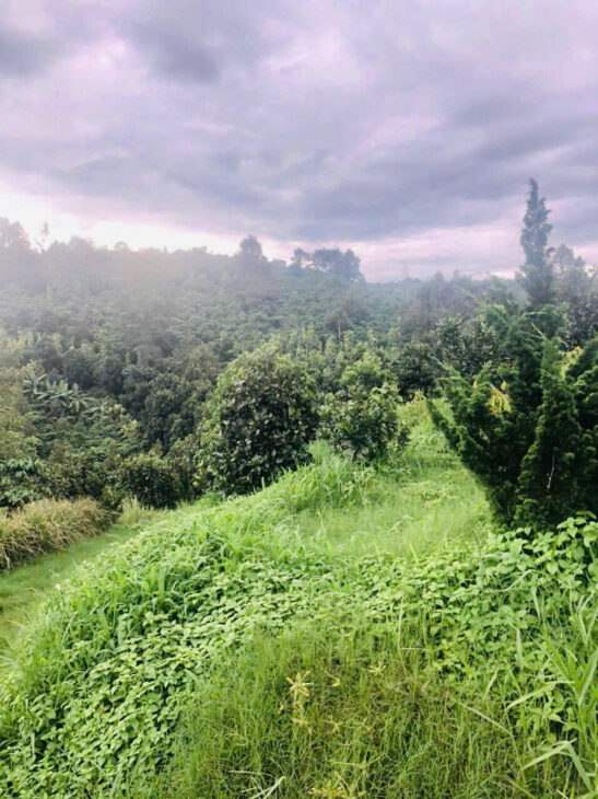💥 BÁN VƯỜN CÂY ĂN TRÁI 4,3 SÀO – HẺM 198 ĐOÀN THỊ ĐIỂM, LỘC THANH, TP. BẢO LỘC -GIÁ NGỘP THỞ 💥