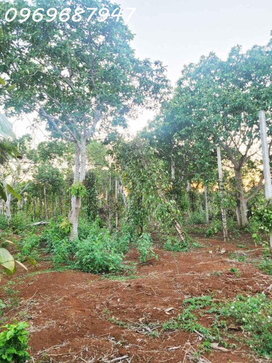 SIÊU HOT – BÁN LÔ CÀ PHÊ 1.3 HA ĐẤT ĐỎ BA ZAN – CÁCH QL 14 CHỈ 400M – BUÔN MA THUỘT – CHỈ 450TR/