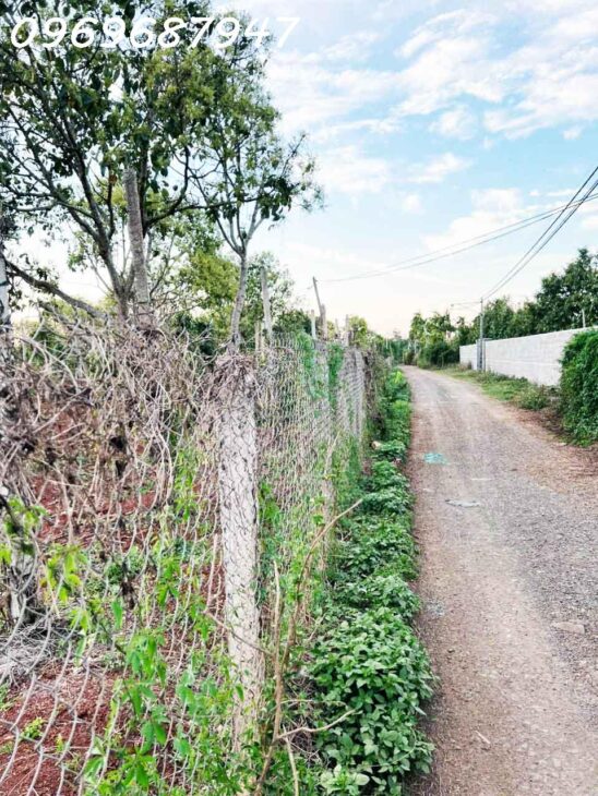 SIÊU HOT – BÁN LÔ CÀ PHÊ 1.3 HA ĐẤT ĐỎ BA ZAN – CÁCH QL 14 CHỈ 400M – BUÔN MA THUỘT – CHỈ 450TR/