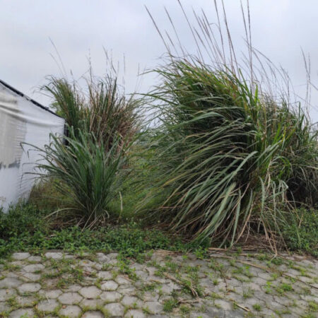 Cơ hội đầu tư hấp dẫn: 1,4 sào đất (540m²) giá chỉ hơn 1 tỷ Cơ hội đầu tư hấp dẫn: 1,4 sào đất (540m²) giá chỉ hơn 1 tỷ