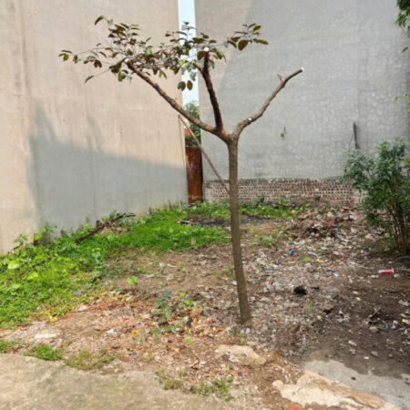Bán đất tổ 7, Quang Minh, Mê Linh. Gần đường Võ Văn Kiệt và khu công nghiệp Bán đất tổ 7, Quang Minh, Mê Linh. Gần đường Võ Văn Kiệt và khu công nghiệp