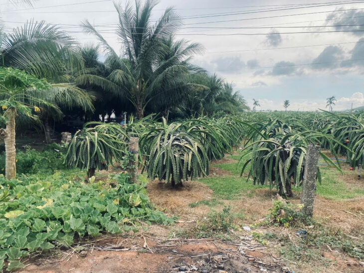 Bán 1600m2 đất ONT Đường Đinh Công Tráng – TX LaGi chỉ 150tr/m ngang