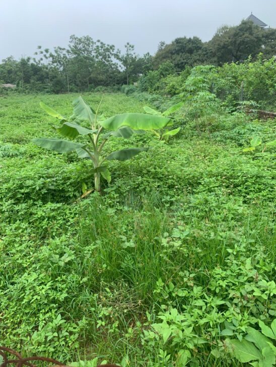 ĐẤT ĐẸP – GIÁ TỐT – Cần Bán Nhanh Lô Đất Tại Đường tỉnh 411C, Xã Phú Sơn, Huyện Ba Vì, Hà Nội