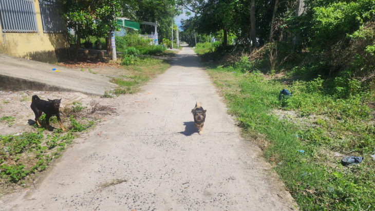 Bán 197m2 đất thổ cư Tân An, thị xã LaGi giá siêu rẻ 850 triệu sổ riêng