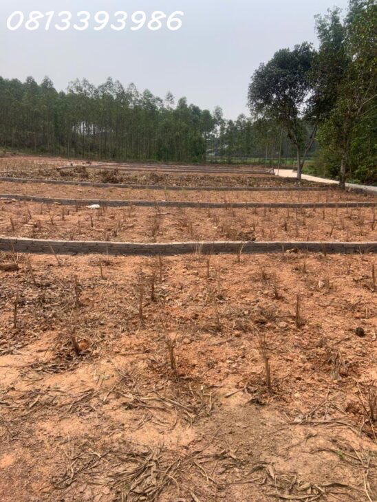 ???? “Muốn giàu từ đất – phải chọn đúng thời điểm & vị trí vàng!”