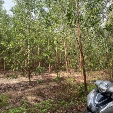 Bán 2.1 hecta đất Sơn Mỹ, Hàm Tân giá ngộp 1.6 tỷ/ hecta sổ hồng riêng Bán 2.1 hecta đất Sơn Mỹ, Hàm Tân giá ngộp 1.6 tỷ/ hecta sổ hồng riêng