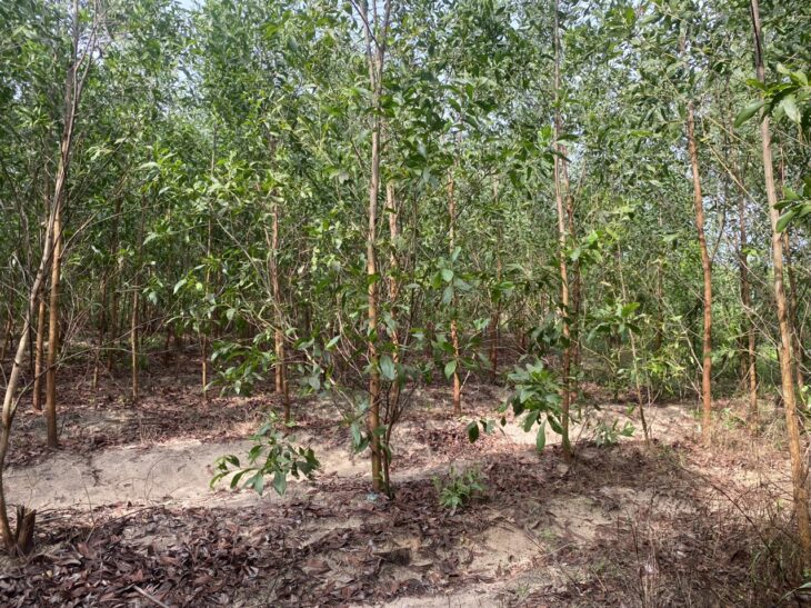 Bán 2.1 hecta đất Sơn Mỹ, Hàm Tân giá ngộp 1.6 tỷ/ hecta sổ hồng riêng
