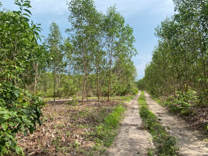 Bán 8.3 sào đất Tân Bình – TX LaGi giá rẻ nhất 197tr/ sào sổ riêng đường 4m