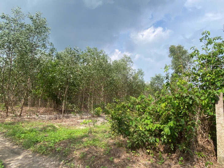 Bán 8.3 sào đất Tân Bình – TX LaGi giá rẻ nhất 197tr/ sào sổ riêng đường 4m