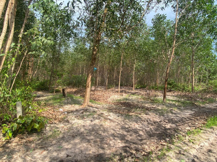 Bán 8.3 sào đất Tân Bình – TX LaGi giá rẻ nhất 197tr/ sào sổ riêng đường 4m