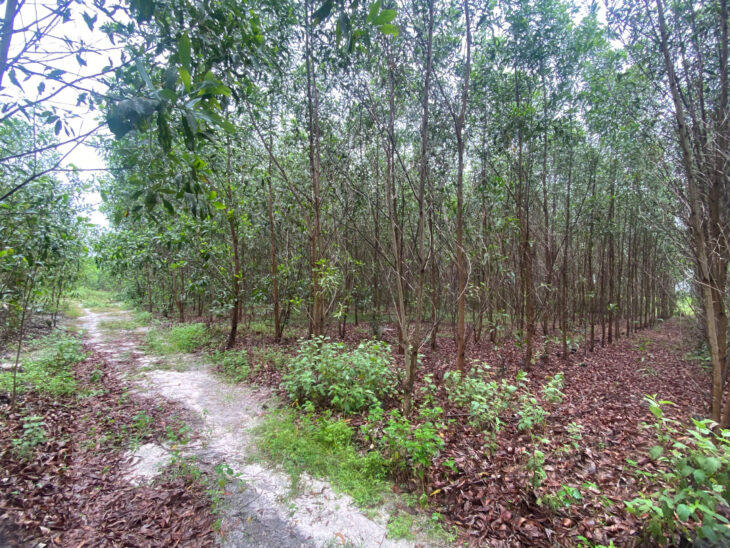 700 triệu/ 1000m2 đất ODT Tân Phước – TX LaGi sổ riêng giá đầu tư