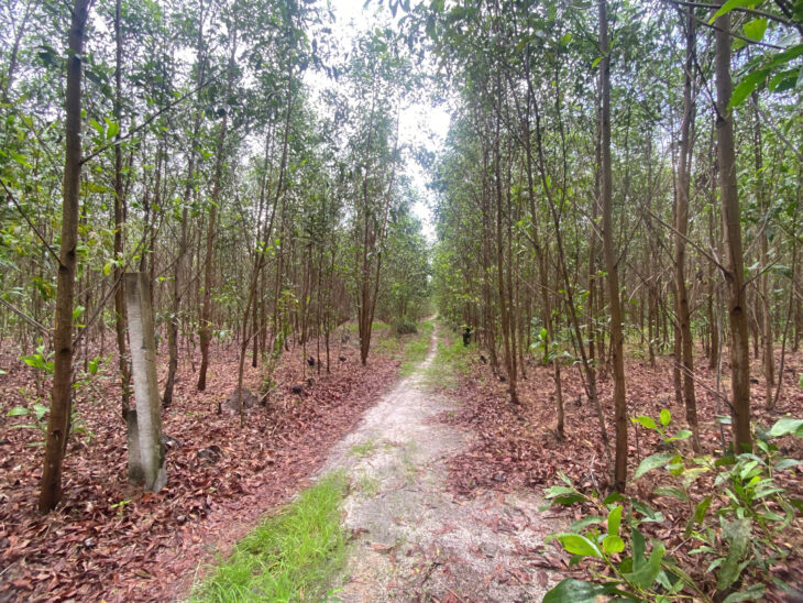 700 triệu/ 1000m2 đất ODT Tân Phước – TX LaGi sổ riêng giá đầu tư