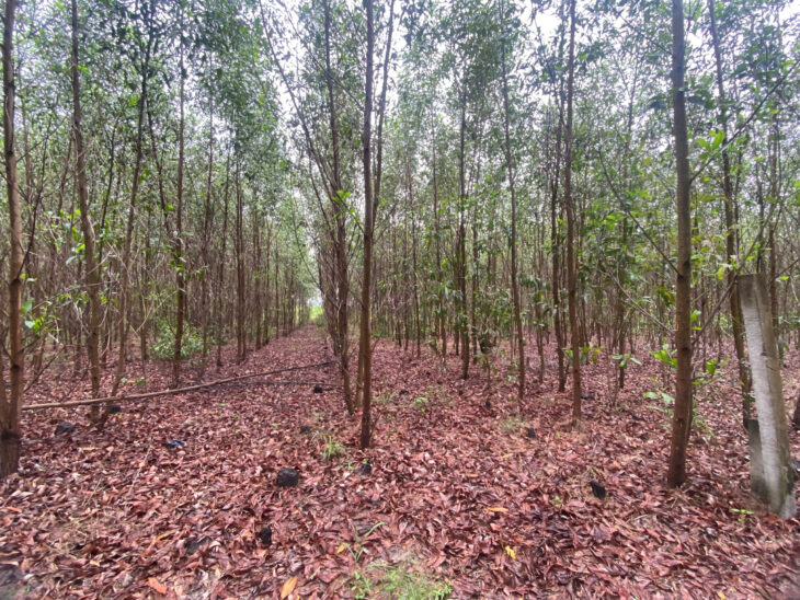 700 triệu/ 1000m2 đất ODT Tân Phước – TX LaGi sổ riêng giá đầu tư