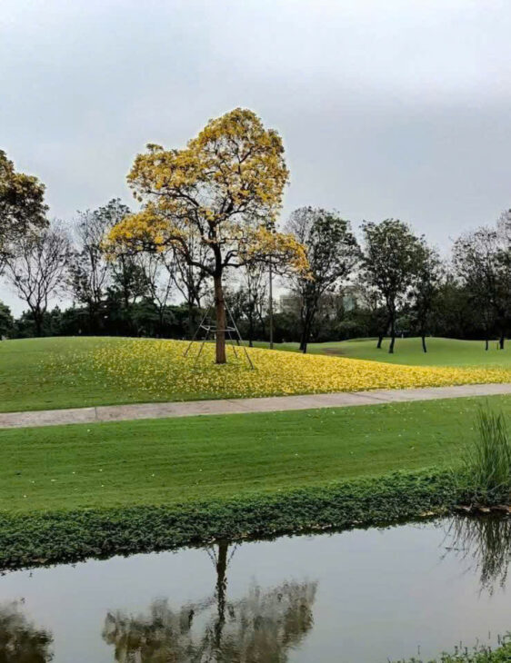 🏌️‍♂️【BIỆT THỰ SÂN GOLF VÂN TRÌ ĐỘC NHẤT VÔ NHỊ – CHỈ 220 TỶ – VIEW FAIRWAY TRỰC DIỆN】