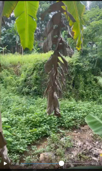 CHÍNH CHỦ CẦN BÁN LÔ ĐẤT BĂNG 2 TẠI KHU PHÚ HỘ – THỊ XÃ PHÚ THỌ