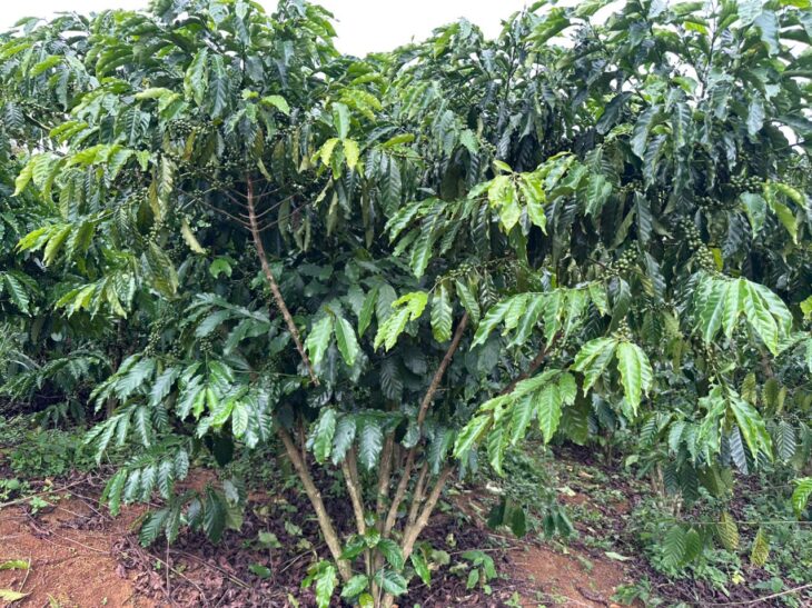 GIÁ TỐT – CHÍNH CHỦ Cần Bán Nhanh Lô Đất Vườn Full Cà Phê Vị Trí Tại Huyện Bảo Lâm, Tỉnh Lâm Đồng