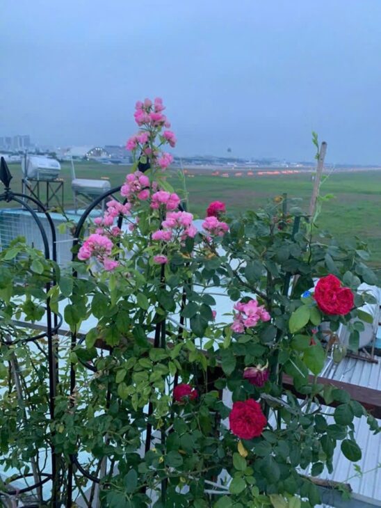 Nhà đẹp – giá tốt Chính Chủ Cần bán nhanh Nhà view đẹp tại quận Gò Vấp, TPHCM