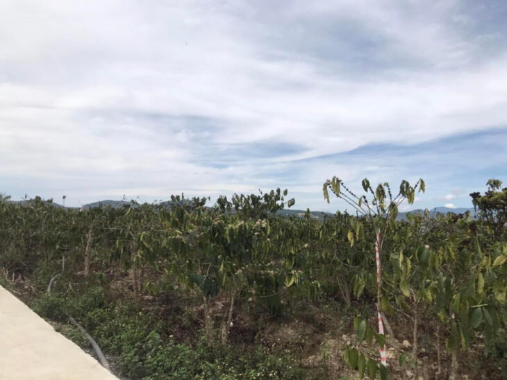 Bán đất 1,3 ha Ninh Gia, Đức Trọng, Lâm Đồng, giá 14,8 tỷ đường bê tông 6m