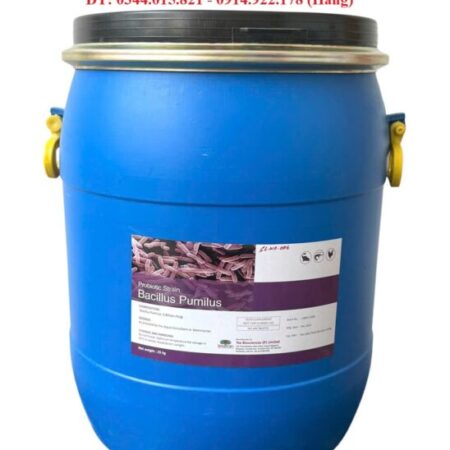 Bacillus Pumilus, men vi sinh đường ruột, giúp tôm cá tiêu hóa tốt thức ăn