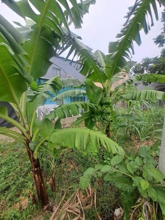 Đất 2 MH 137m2, tách thửa OK – An Phú Đông 9 Q12