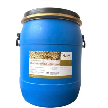 Nấm men đơn bào Saccharomyces Cerevisiae, giúp tôm cá tăng trưởng tốt