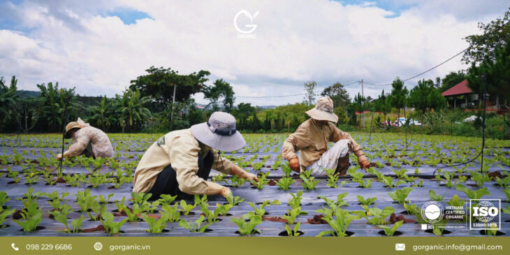 .ORGANIC – THỰC PHẨM HẠNH PHÚC ĐƯỢC GIEO TRỒNG TỪ TÌNH YÊU & SỰ THẬT