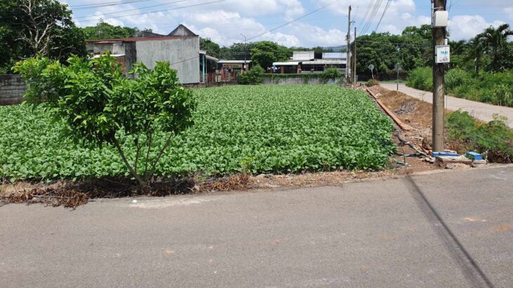 💥BÁN ĐẤT 3 MẶT TIỀN – ĐƯỜNG BÀU PHƯỢNG, XÃ CHÂU PHA, PHÚ MỸ, BÀ RỊA VŨNG TÀU – LH: 0933.120.568