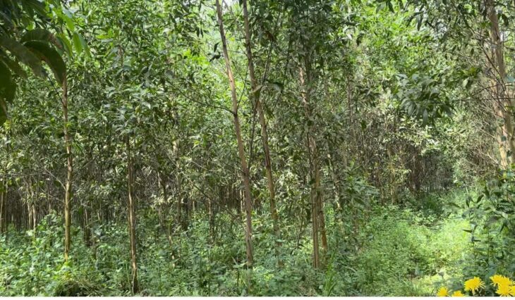 Chính Chủ Bán 10.800m2 Đất Nông Nghiệp Tại ẤP 6, An Viễn, Trảng Bom, Đồng Nai