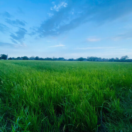 Chỉ 550 triệu sở hữu 1100m2 đất Phước Hội – LaGi giá ngộp gần KDC