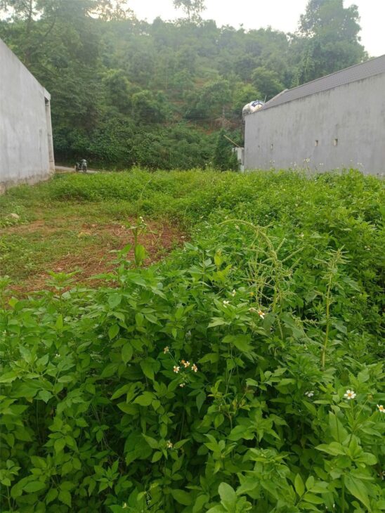 ĐẤT ĐẸP – GIÁ TỐT – Chính Chủ Cần Bán Lô Đất Tại Xã Tam Thanh, Huyện Tân Sơn, Tỉnh Phú Thọ.