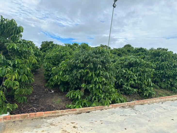 Bán 21000m2 ( 21 sào ) đất nhà , ao, vườn cà phê -Xã Liên Hiệp – Đức Trọng Lâm Đồng