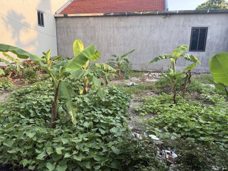 ĐẤT NỀN NINH XÁ – GẦN KCN THUẬN THÀNH – GIÁ ĐẦU TƯ CỰC TỐT – SINH LỜI CAO!