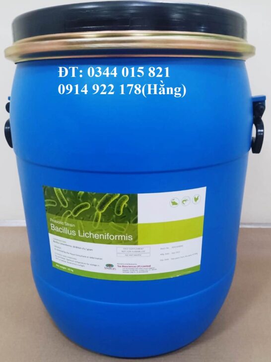 Bacillus Licheniformis, men vi sinh cân bằng đường ruột cho vật nuôi