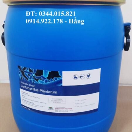 Lactobacillus Plantarum, men vi sinh đường ruột cho vật nuôi